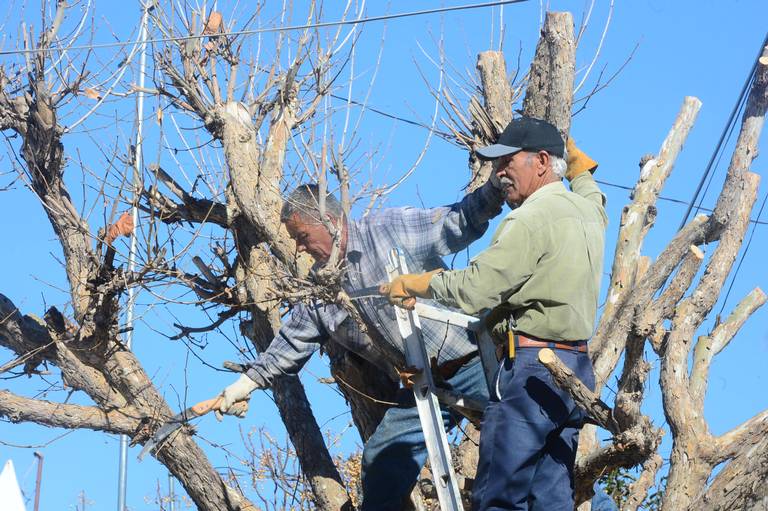 SE PROHIBIRÁ LA PODA SIN CONTROL | HoyChivilcoy – Noticias de Chivilcoy –  Diario online