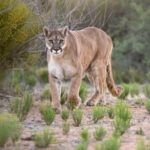 ADVERTENCIA DEL MUNICIPIO: CÓMO PROCEDER ANTE LA POSIBLE PRESENCIA DE PUMAS