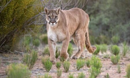 ADVERTENCIA DEL MUNICIPIO: CÓMO PROCEDER ANTE LA POSIBLE PRESENCIA DE PUMAS
