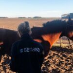 PARA PREVENIR ENFERMEDADES SENASA CONTROLÓ EQUINOS EN CAMPOS DE CHIVILCOY