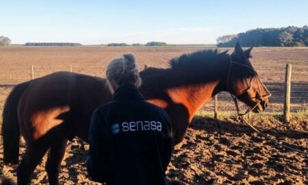 PARA PREVENIR ENFERMEDADES SENASA CONTROLÓ EQUINOS EN CAMPOS DE CHIVILCOY