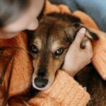 EL REFUGIO DE MASCOTAS DE CAZMA CONCRETÓ 45 ADOPCIONES