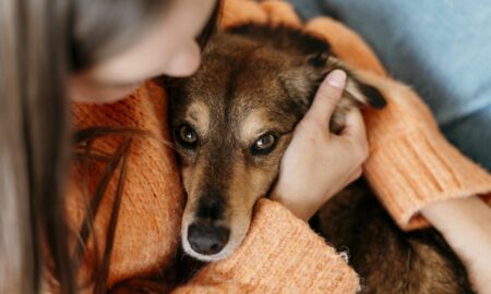 EL REFUGIO DE MASCOTAS DE CAZMA CONCRETÓ 45 ADOPCIONES