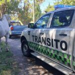 ANIMALES SUELTOS O MALTRATADOS: "ES MUY IMPORTANTE QUE LOS VECINOS SE INVOLUCREN"