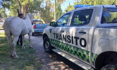 ANIMALES SUELTOS O MALTRATADOS: "ES MUY IMPORTANTE QUE LOS VECINOS SE INVOLUCREN"