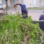 PIDEN SACAR RAMAS O RESTOS DE PODA UN DÍA ANTES QUE PASE EL CAMIÓN RECOLECTOR