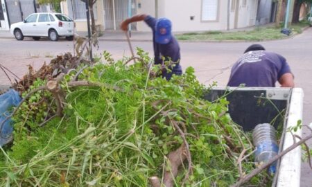 PIDEN SACAR RAMAS O RESTOS DE PODA UN DÍA ANTES QUE PASE EL CAMIÓN RECOLECTOR