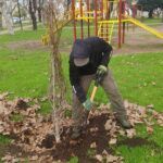FORESTACIÓN: SE COLOCARON MÁS DE 80 EJEMPLARES EN DISTINTOS BARRIOS