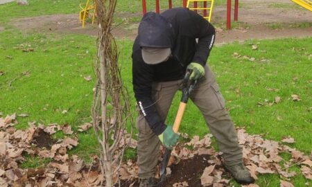 FORESTACIÓN: SE COLOCARON MÁS DE 80 EJEMPLARES EN DISTINTOS BARRIOS